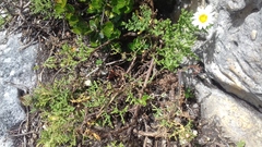 Arctotis aspera aspera