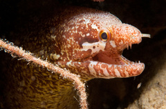 Gymnothorax zonipectis