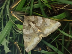 Chrysorithrum amatum