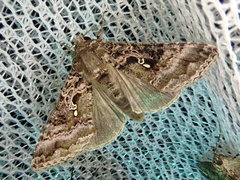 Ctenoplusia ichinosei