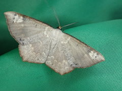 Peratostega deletaria