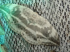 Cyclidia substigmaria nigralbata