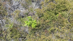 Morella kraussiana