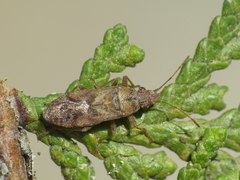 Orsillus depressus