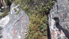 Grubbia tomentosa