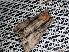 Shaka atrovittatus