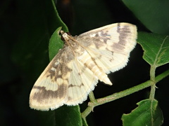 Pseudebulea fentoni