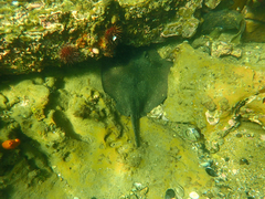 Trygonoptera imitata