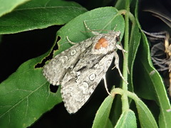 Acronicta adaucta