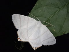 Ourapteryx obtusicauda