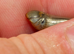 Afrotyphlops schlegelii