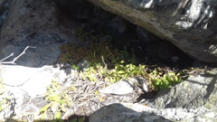 Silene undulata undulata