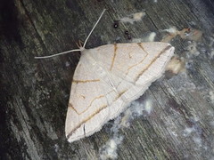 Zanclognatha griselda