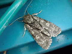 Acronicta adaucta