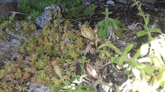 Silene undulata undulata