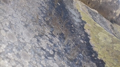 Roccellina hypomecha hypomecha