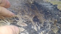 Roccellina hypomecha hypomecha