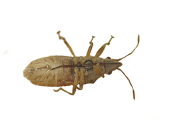 Orsillus depressus
