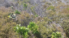Searsia laevigata laevigata