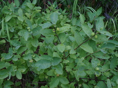 Lonicera chamissoi