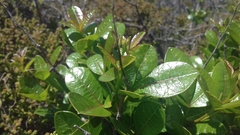 Searsia laevigata laevigata