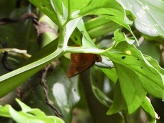 Bibasis harisa consobrina
