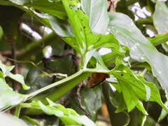 Bibasis harisa consobrina