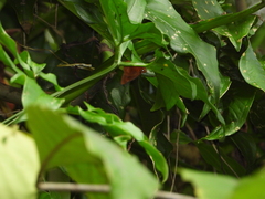 Bibasis harisa consobrina