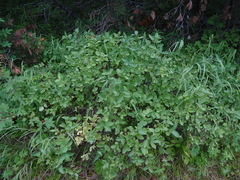 Lonicera chamissoi