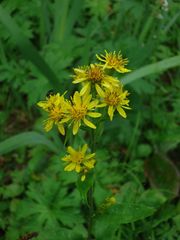 Solidago cuprea