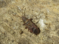 Orsillus maculatus