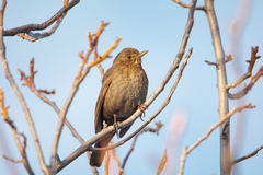 Turdus merula
