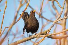 Turdus merula