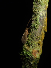 Oeconesidae
