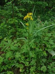 Solidago cuprea