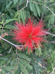 Calliandra tweediei