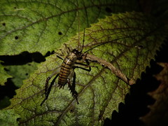 Hemideina crassidens