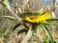 Poecilimon cretensis