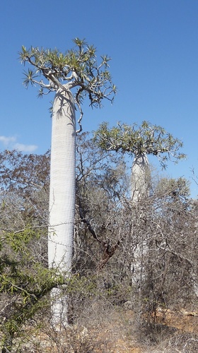 Pachypodium geayi