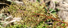 Cheilanthes quadripinnata