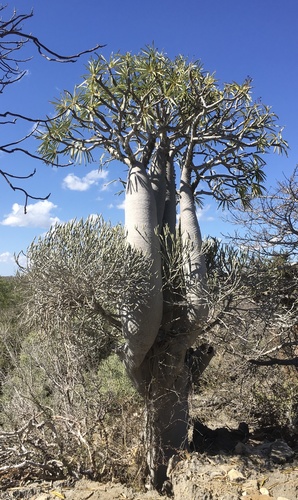 Pachypodium geayi