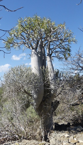 Pachypodium geayi