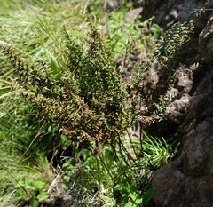 Cheilanthes quadripinnata