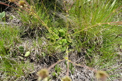 Geum capense