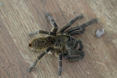 Ceratogyrus marshalli