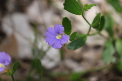 Scaevola calliptera