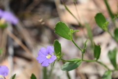 Scaevola calliptera