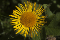 Pentanema orientale