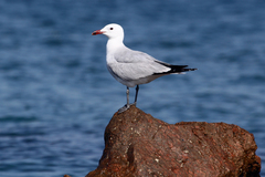 Ichthyaetus audouinii