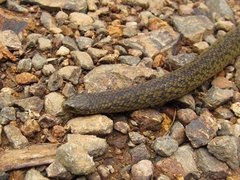 Atractus
